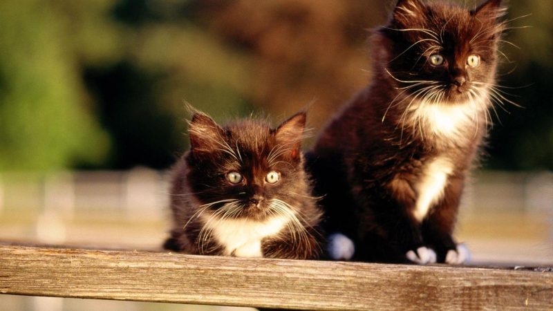 猫为什么不能随便送人？虽不粘人但很依赖-811宠物社区