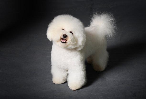贵宾犬和京巴犬哪个好养？不对比怎么知道-汪星人论坛-宠物-811宠物社区