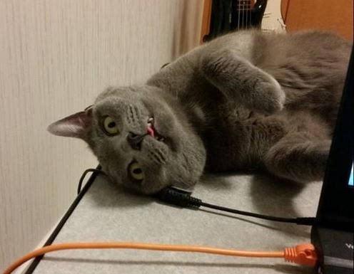 猫能吃狗粮吗？不建议吃别人东西-喵星人论坛-宠物-811宠物社区