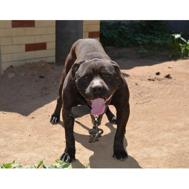 什么狗能打过比特犬？别太天真了-汪星人论坛-宠物-811宠物社区