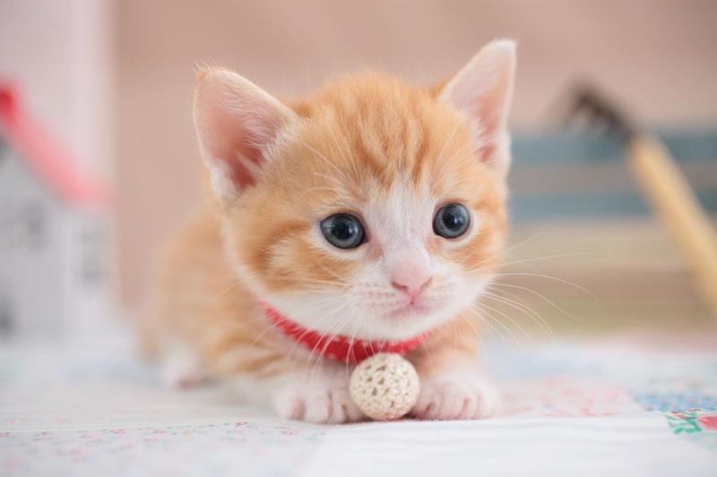 猫什么时候打疫苗？按年龄来的标准是这样的-811宠物社区