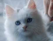 小猫什么时候断奶？饲养奶猫要小心-811宠物社区