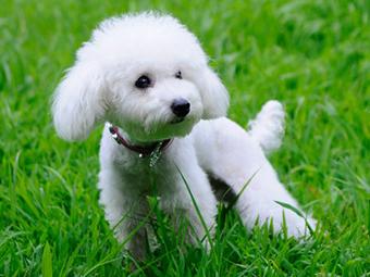 贵宾犬吃苹果心会拉肚子吗？一般的情况是这样-811宠物社区