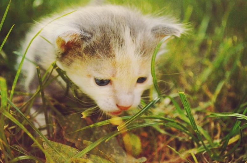 小猫可以喝牛奶吗？建议不要，看完你就懂了-811宠物社区