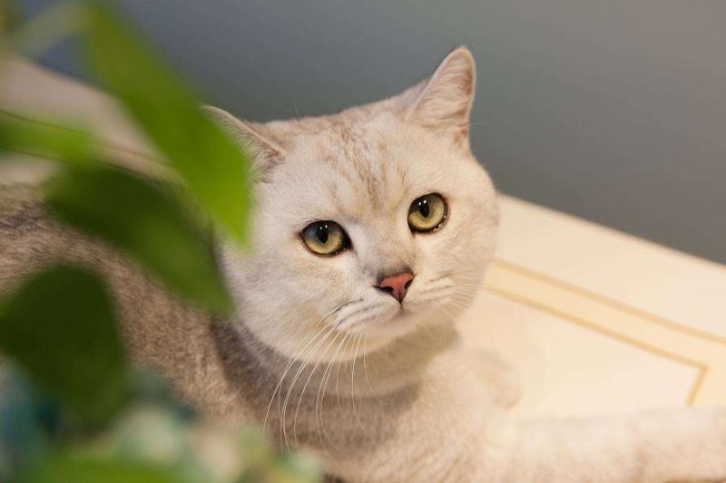 小猫为什么一直叫？分这几种情况-811宠物社区
