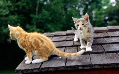 猫咪吃什么猫粮好？每只猫都有自己的口味-811宠物社区