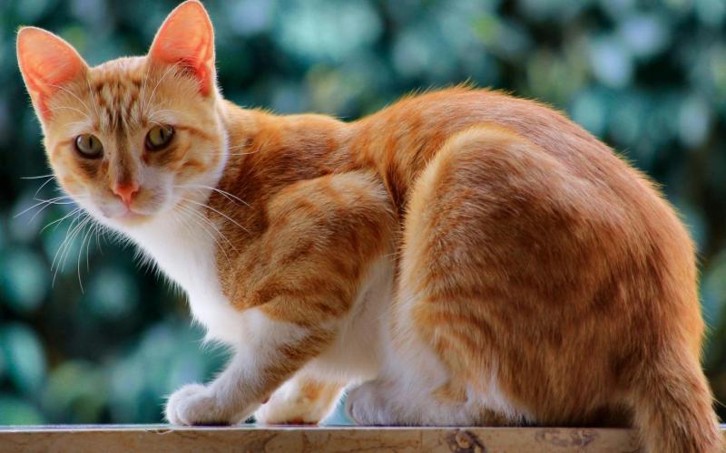 猫癣怎么治疗？三个方面需要注意-811宠物社区