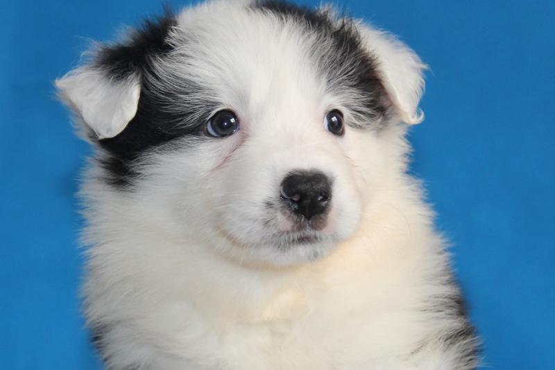 边境牧羊犬能干什么？智商高不一定就能干-811宠物社区