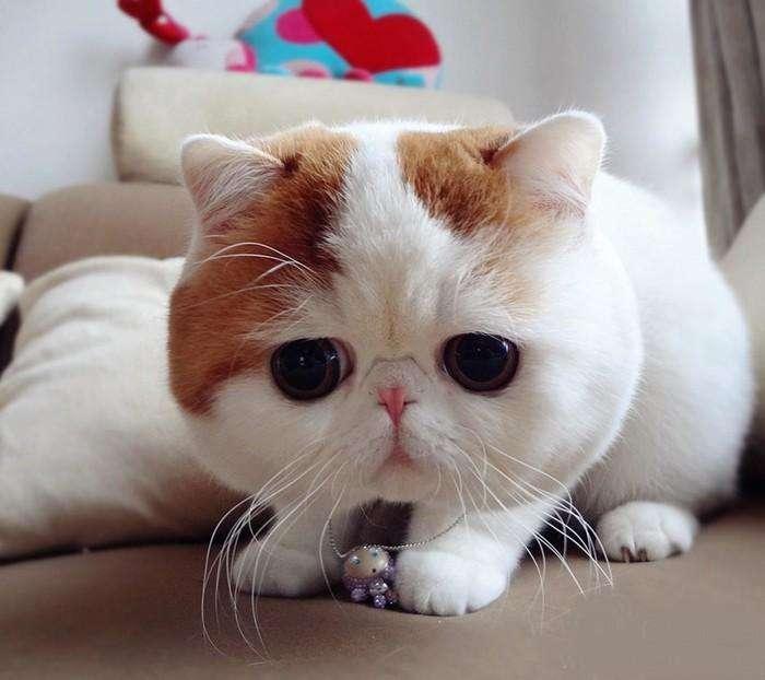 猫能喝牛奶吗？有一种病叫乳糖不耐症-811宠物社区