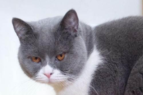 猫感冒的症状？这些现象请注意-喵星人论坛-宠物-811宠物社区