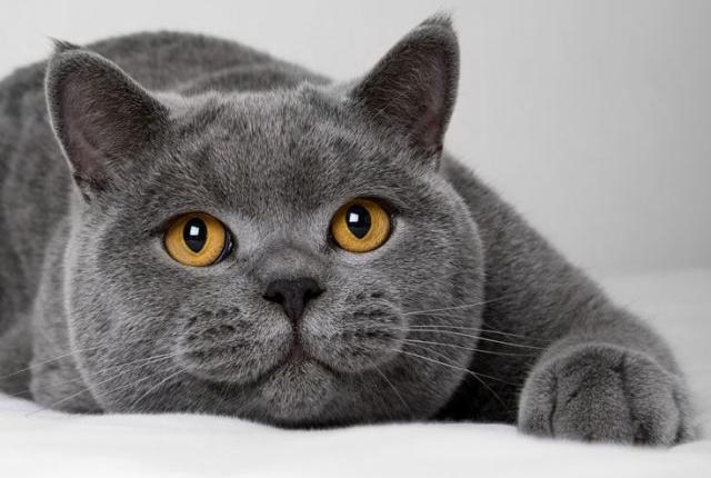 猫咪为什么要绝育？于人于己都是有利的-喵星人论坛-宠物-811宠物社区