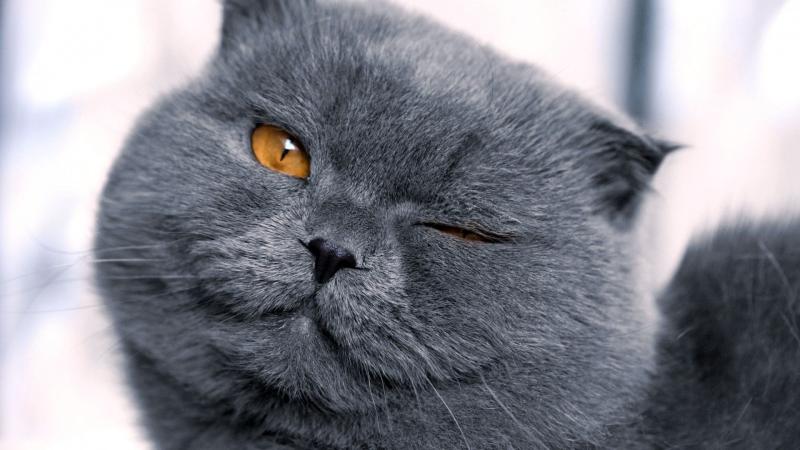 猫受伤了能自愈吗?九命猫可不是白叫的 猫受伤了能自愈吗?九命猫可不是白叫的